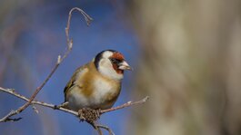 Stiglitz_2.jpg