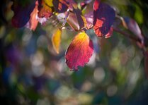 DSC07045_CCAb2_Akse.jpg
