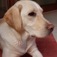 ruedi.schwald@walterengin